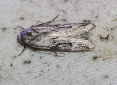 Stenoptena icmaea