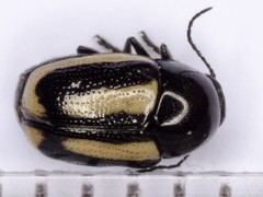 Cryptocephalus vittatus