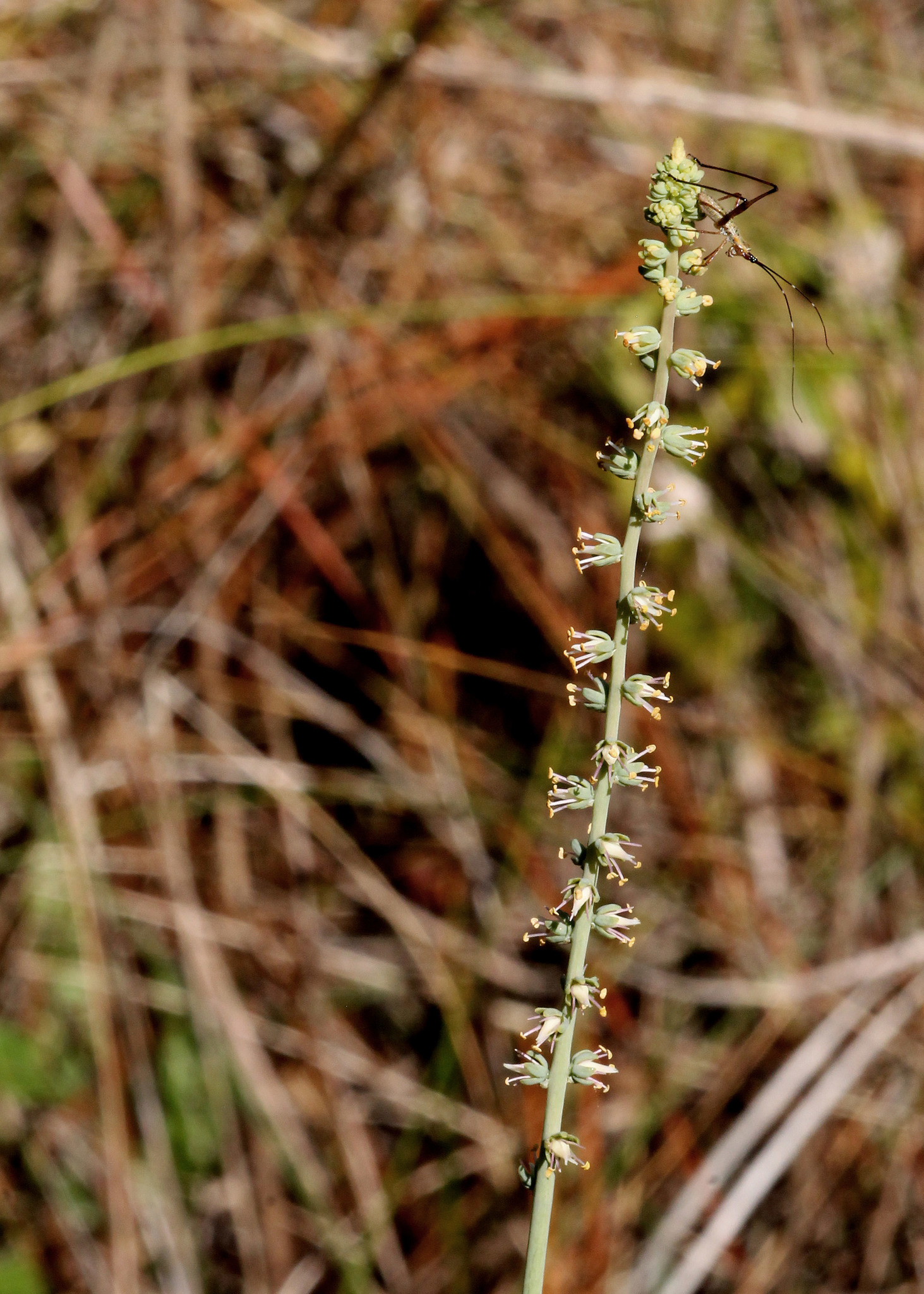 Schoenocaulon dubium