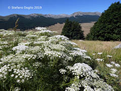 Ligusticum lucidum