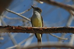 Myiarchus tuberculifer querulus