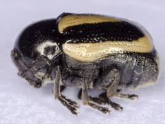 Cryptocephalus vittatus