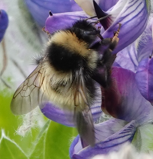 Active Bumble Bee