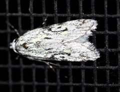 Stenoptena icmaea