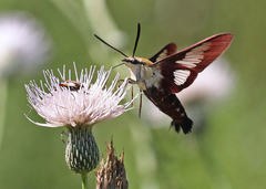 Cirsium nuttallii