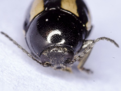 Cryptocephalus vittatus