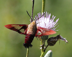 Cirsium nuttallii