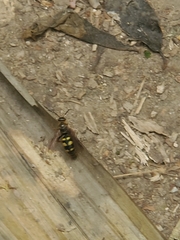 Xanthocampsomeris limosa