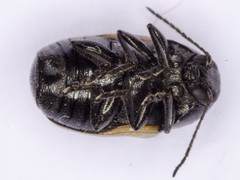 Cryptocephalus vittatus