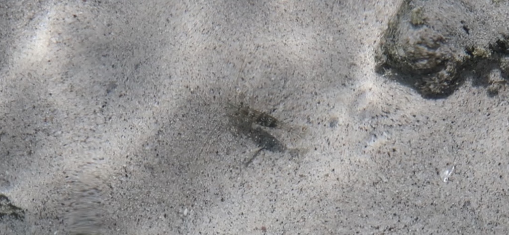 Leptalpheus
