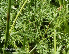 Ligusticum lucidum