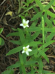 Moehringia macrophylla