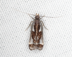 Dichomeris ochripalpella