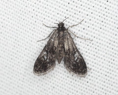 Elophila tinealis
