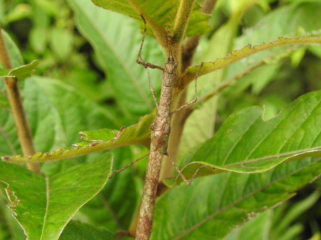 Isagoras phlegyas