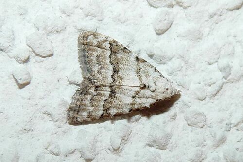 Scarce Black Arches