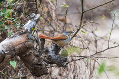 Cichladusa arquata