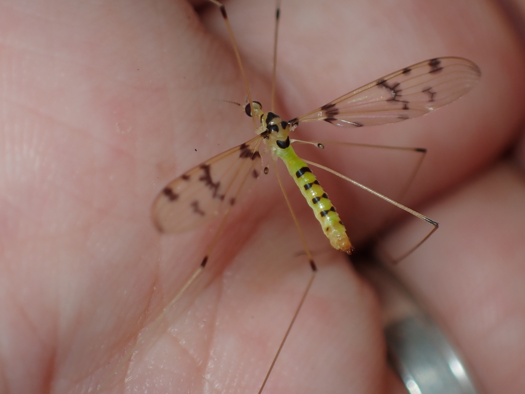 Libnotes quinquegeminata