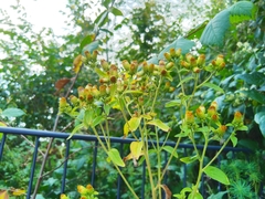 Pentanema squarrosum