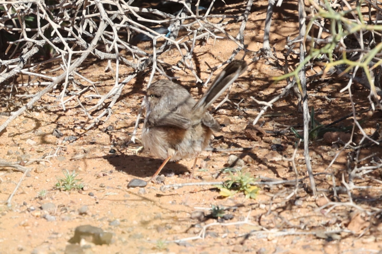 Streaked Scrub Warbler (Scotocerca inquieta), photo 8