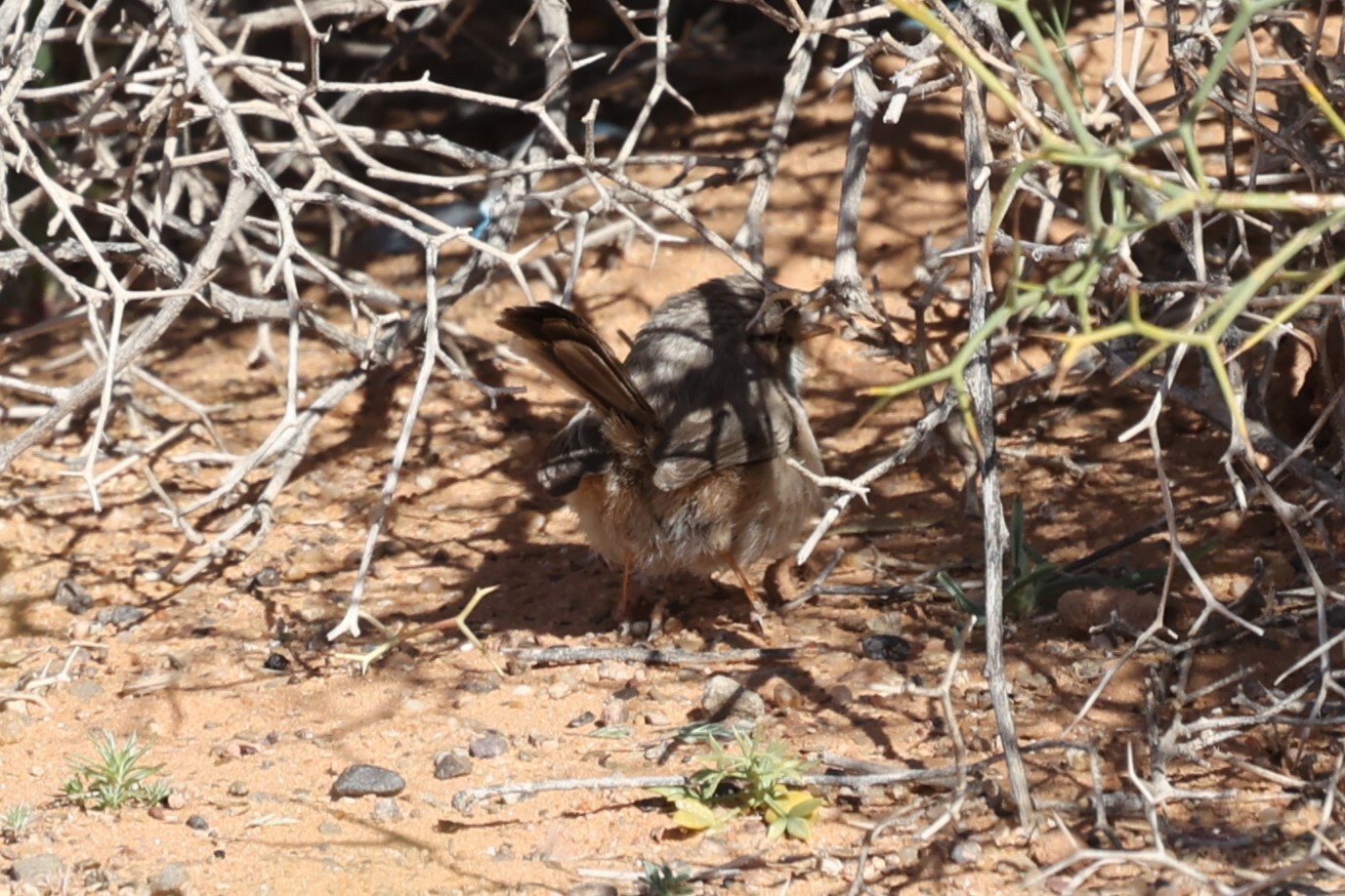 Streaked Scrub Warbler (Scotocerca inquieta), photo 9