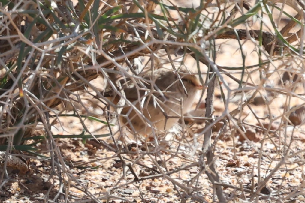 Streaked Scrub Warbler (Scotocerca inquieta), photo 10