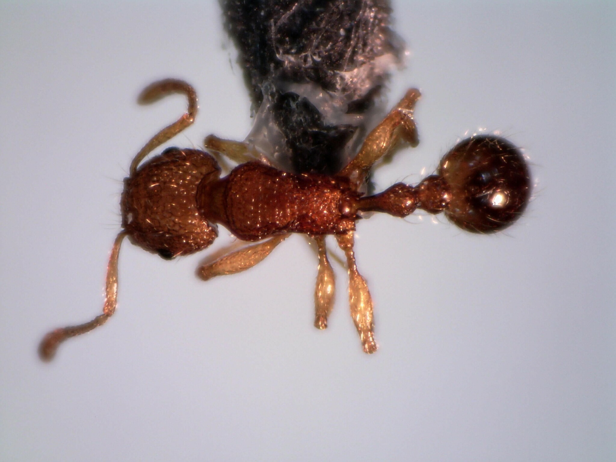 Tetramorium tonganum