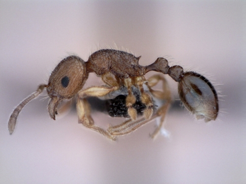 汤加铺道蚁Tetramorium tonganum