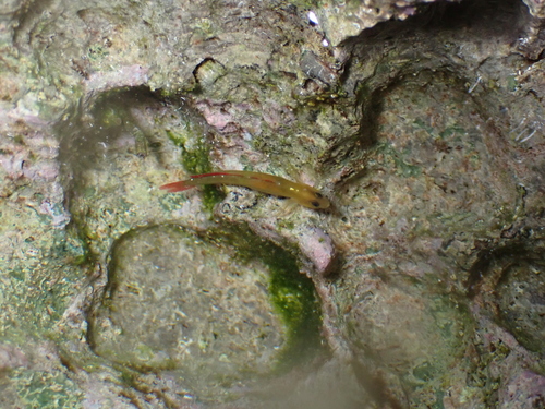 Kelloggella cardinalis observed 2025-01-02