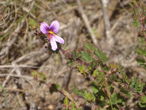 Image of Pelargonium betulinum by (c) Shaun Swanepoel, some rights reserved (CC BY)