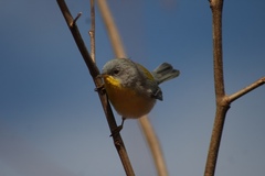 Setophaga pitiayumi insularis