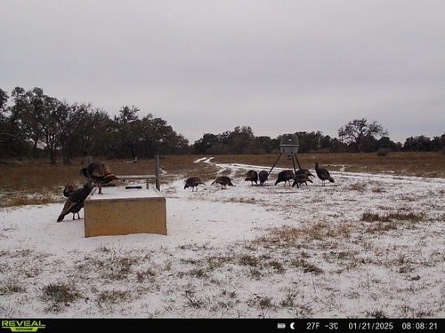 Wild Turkey photographed in Texas