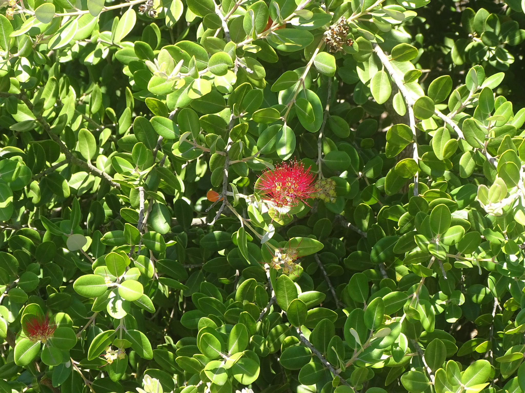 Hybrid Pōhutukawa (Metrosideros excelsa)