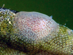 Corambe pacifica