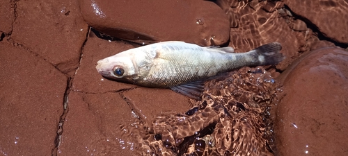 Creole perch (Percichthys trucha) — Percichthyidae — 3