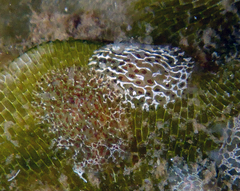 Corambe steinbergae