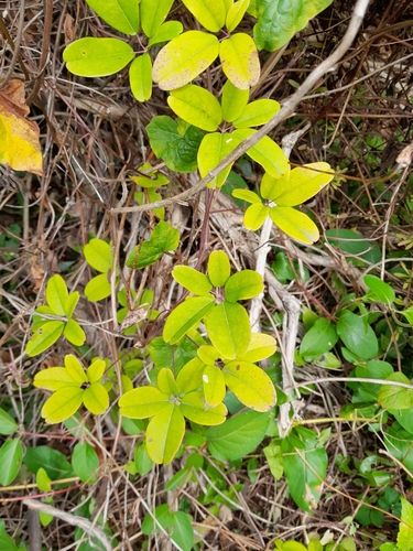 Foto de Akebia