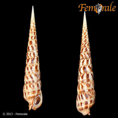 flame auger