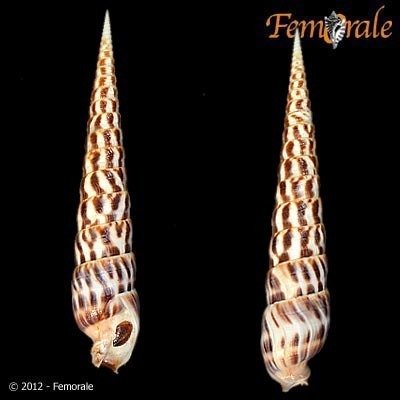 flame auger