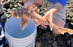 Mexican Hornshark photo 1