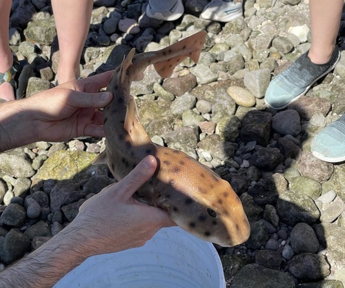 Foto de Tiburon cornudo mexicano (Heterodontus mexicanus)