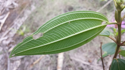 Melastoma malabathricum image