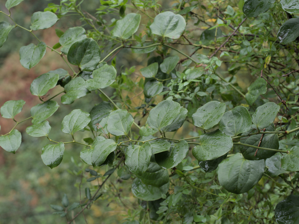 Smilax canariensis; photograph (c) Daniel Cahen, some rights reserved (CC BY)