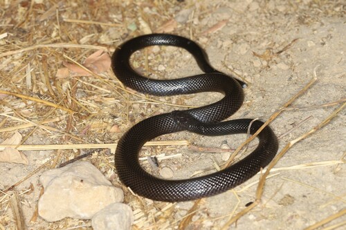 Anderson's Stiletto Snake