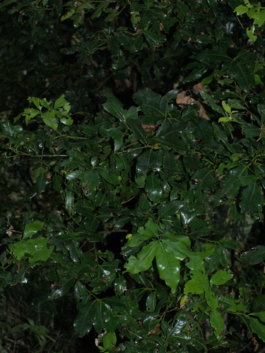 Foto de Barbuzano