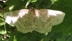 Metarranthis indeclinata