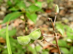 Desmodium axillare