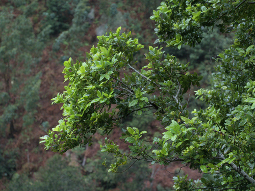Foto de Barbuzano