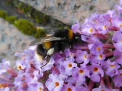 Bombus terrestris