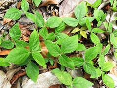Desmodium axillare